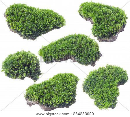 Green Moss Isolated On White Background Close Up..