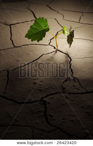 spire vine i droughty jorden