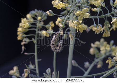 Cabbage Butterfly Caterpillar On Green Broccoli With Yellow Flowers