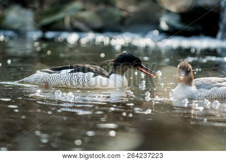 Couple Of Scaly-sided Merganser (mergus Squamatus) In Water With Sparkle