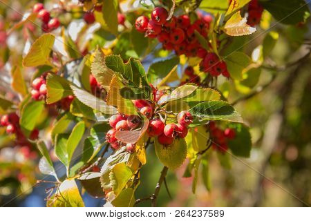 The Red Hawthorn Fruit On The Tree. It Is Also Called Crataegus Thornapple A Grape Like Red Fruit