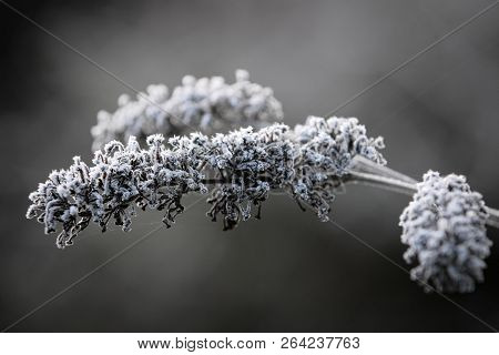 Close-up Of Twigs Covered With Frost Crystals