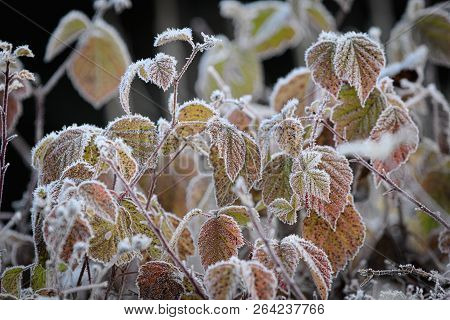 Close-up Of Leaves Covered With Frost Crystals