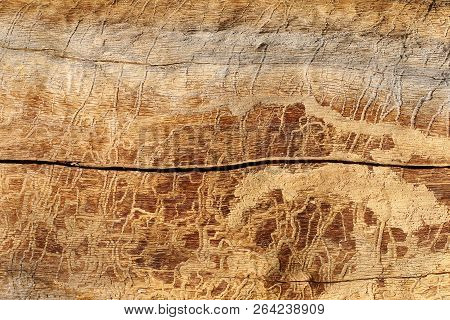 Natural Background. Pine Wood Affected By Insects And Atmospheric Phenomena In Natural Conditions.