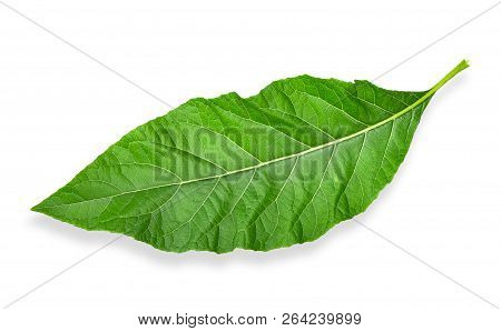 Gymnanthemum Extensum Isolated On White With Clipping Path.