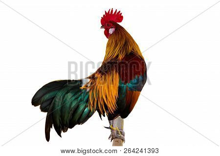 Rooster Chicken  Isolate White Background With Clippingpath.