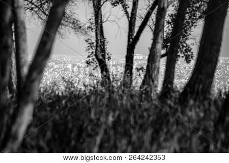 Day In The Forest
