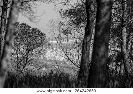 Day In The Forest Over Sea