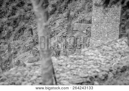 Day In The Forest With Gazelles