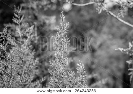Day In The Forest