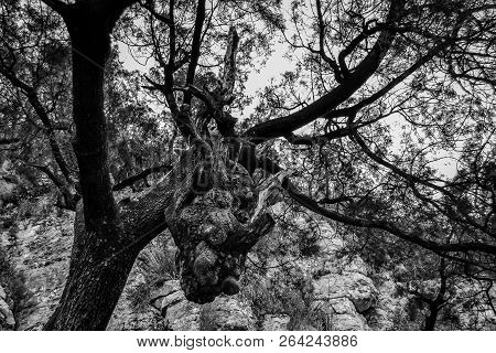 Day In The Forest With Dragon Head