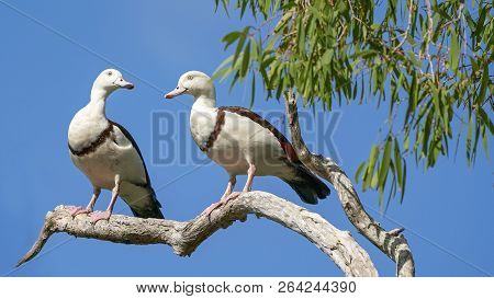 Australian Radjah Shelducks, Commonly Known As Burdekin Ducks, Sitting On A Tree Branch
