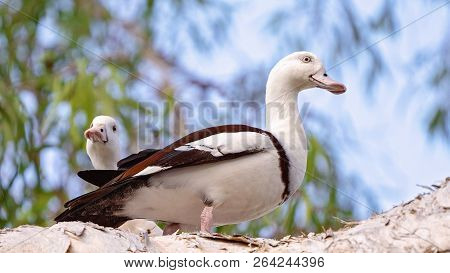 Australian Radjah Shelducks, Commonly Known As Burdekin Ducks, Sitting On A Tree Branch