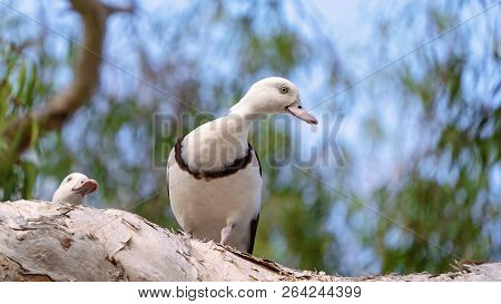 Australian Radjah Shelducks, Commonly Known As Burdekin Ducks, Sitting On A Tree Branch