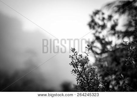 Day In The Forest