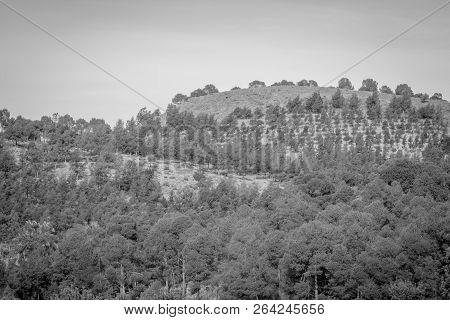 Day In The Forest