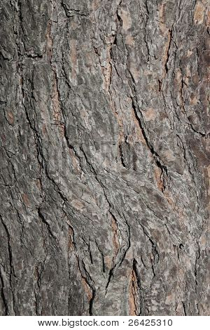 árbol de pino de corteza de textura de forma natural