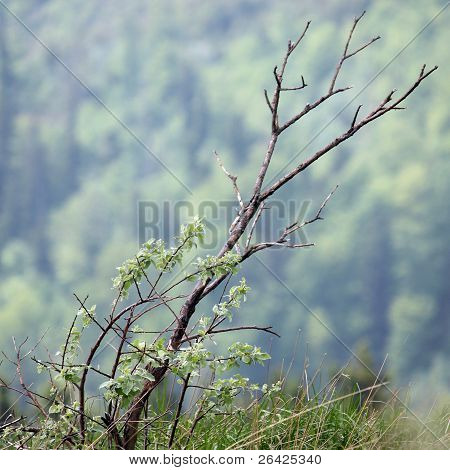 Árbol solitario en el verano en las montañas de los Cárpatos