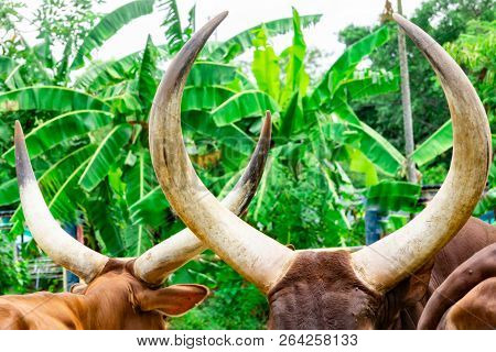 Brown Watusi Watussi African Bull Couple Portrait