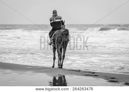 Horse In Saaidia Beach