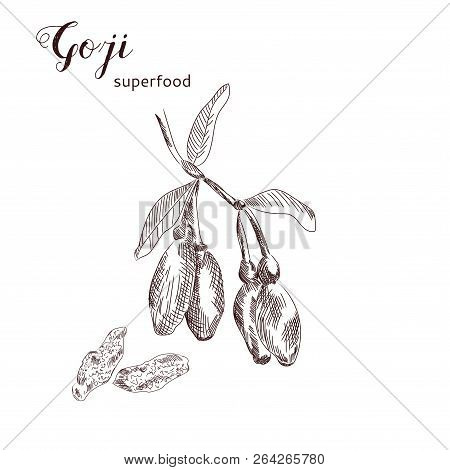 Goji Berries Hand Drawn Illustration. Goji Plant Branch With Berries Hanging On It. Dried Superfood 
