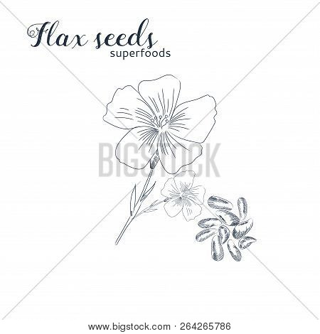 Flax Seeds Hand Drawn Sketch.  Flax Flower And Seeds Isolated On White Background.