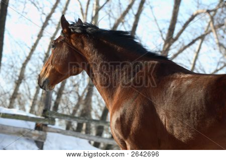 das Pferd Wanderungen im Obdach in der Wintermorgen