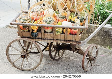 Autumn Holiday. Harvesting. Multi-colored Pumpkins On An Old Wooden Cart