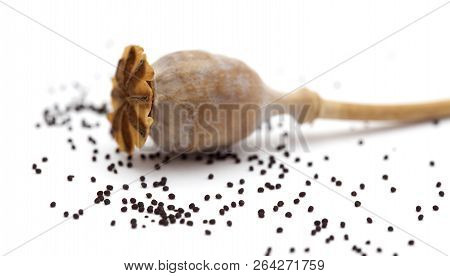 Dried Poppy Seed Pods Of Breadseed Poppy