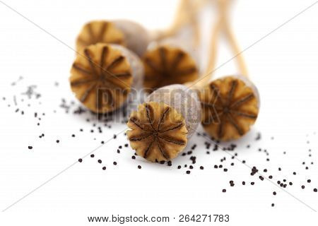 Dried Poppy Seed Pods Of Breadseed Poppy