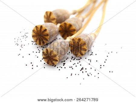 Dried Poppy Seed Pods Of Breadseed Poppy