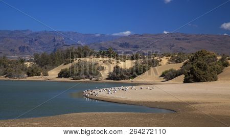 Charca De Maspalomas, Maspalomas Lagoon, Important Natural Environment, Especially Suitable For Bird