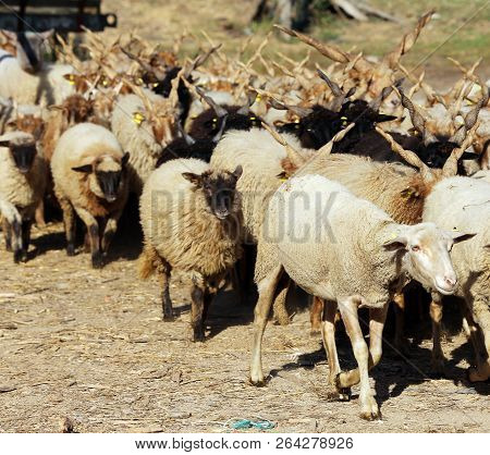 Flock Of Origin Hungarian Sheep In Low Lights Rural Scene At Animal Farm