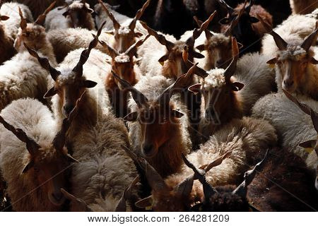 Flock Of Sheep In Low Lights Rural Scene At Animal Farm