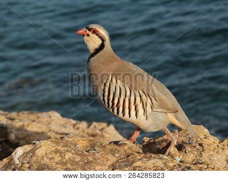 Partridge Hen Alectoris Chukar: Birds Of Greece