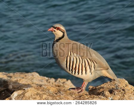 Partridge Hen Alectoris Chukar: Birds Of Greece