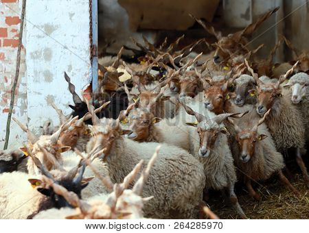 Flock Of Sheep In Low Lights Rural Scene At Animal Farm