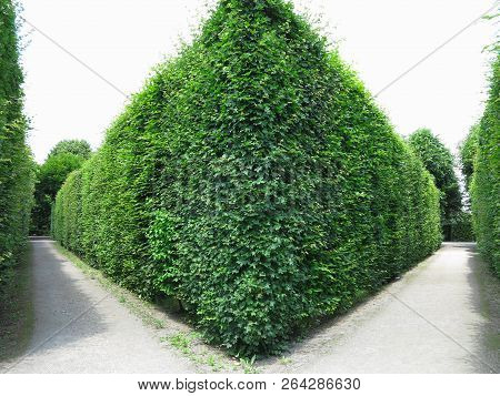 Ideally Geometrically Cropped Shorn Trees In An Abstract Well-kept Park