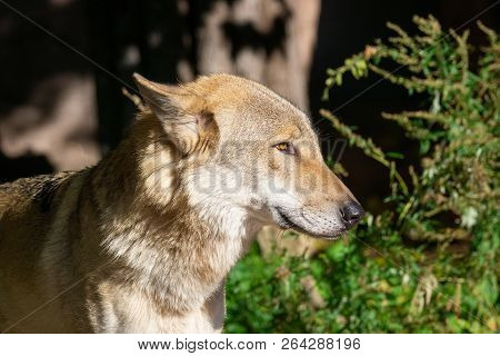 Wolf In The Forest