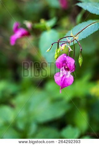 Pink Flowers In The Forest. Daytime, Nature. Wild Life. Autumn Or Summer Season. Sopy Space.