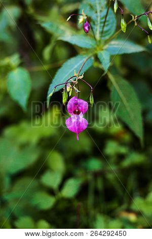 Pink Flowers In The Forest. Daytime, Nature. Wild Life. Autumn Or Summer Season. Sopy Space.