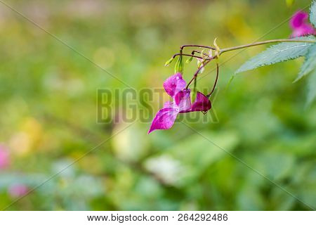 Pink Flowers In The Forest. Daytime, Nature. Wild Life. Autumn Or Summer Season. Sopy Space.