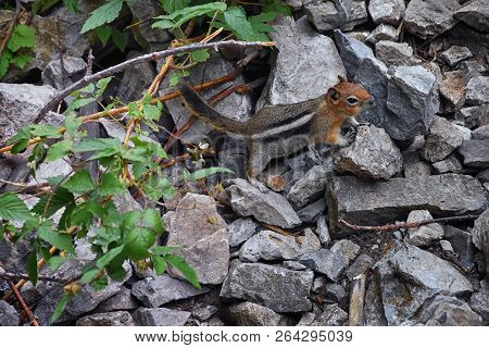 Western Chipmunk, (related Tamias, Striatus, Sibiricus) Small Striped Rodent Of The Family Sciuridae