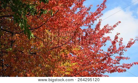 Fall Red And Yellow Leaves On The Trees
