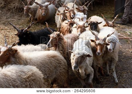Flock Of Sheep In Low Lights Rural Scene At Animal Farm