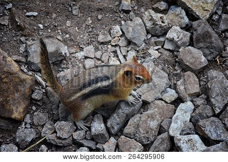 Western Chipmunk, (related Tamias, Striatus, Sibiricus) Small Striped Rodent Of The Family Sciuridae