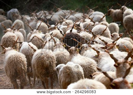 Flock Of Sheep In Low Lights Rural Scene At Animal Farm