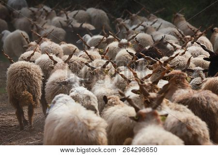 Flock Of Sheep In Low Lights Rural Scene At Animal Farm