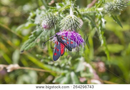 Blue With Red Spots Butterfly Zygaenidae Close-up On A Flower Of A Thistle