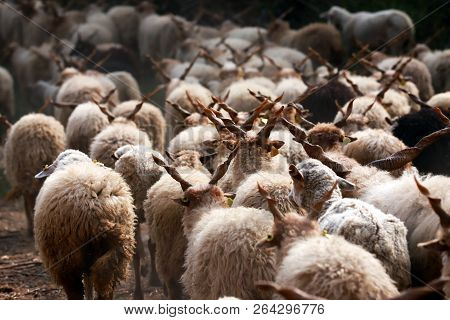Flock Of Sheep In Low Lights Rural Scene At Animal Farm